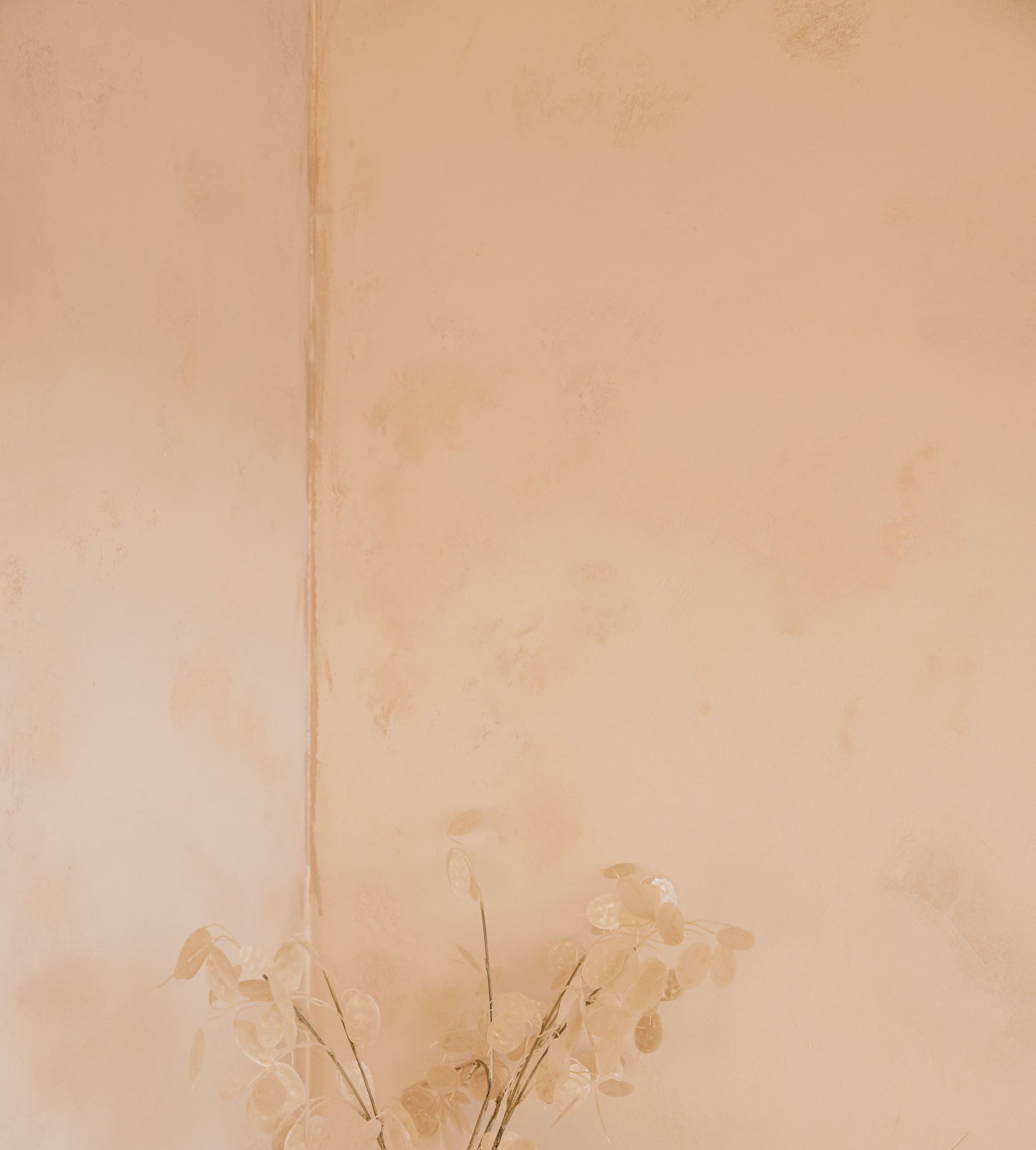 Angle d’une chambre au badigeon rose pâle, voiles de chaux visibles, avec des branches de monnaie-du-pape